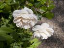 Hettie rose photo
