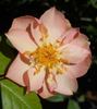 2BY2XPPD rose photo