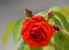 Margarets World rose photo