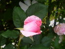 Bellavista ® rose photo
