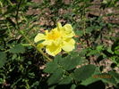 Williams' Double Yellow rose photo