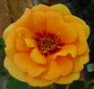 Persian Peach rose photo