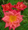 In Memory of Nathalie Jones rose photo