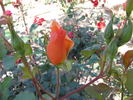 Lawrence Johnston rose photo