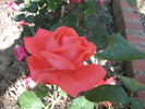 Viking rose photo