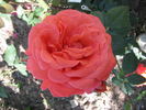 Viking rose photo