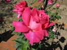 Granatina rose photo