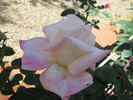 Cingallegra rose photo