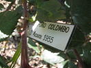 Cristoforo Colombo rose photo