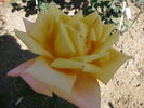Cristoforo Colombo rose photo