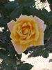 Cristoforo Colombo rose photo