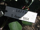 Saffo rose photo