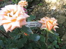 Cosetta ® rose photo