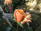 Cosetta ® rose photo