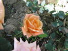 Cosetta ® rose photo