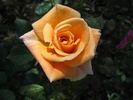 Cosetta ® rose photo