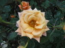 Cosetta ® rose photo