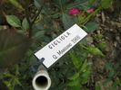 Gigliola rose photo