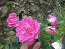 Gigliola rose photo