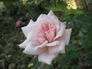 Epoca rose photo