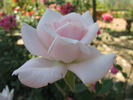 Epoca rose photo