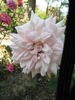 Epoca rose photo