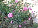 Generosa rose photo