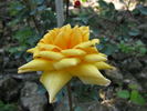 Sole di San Remo rose photo