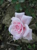 Letizia Rosa rose photo