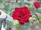 Diavoletta rose photo