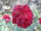Diavoletta rose photo