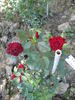 Diavoletta rose photo