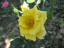 Gioiello rose photo