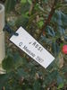 Rosi rose photo
