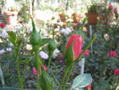 Rosi rose photo
