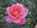 Rosi rose photo