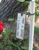 Prof. A. Dufour rose photo