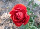 Prof. A. Dufour rose photo