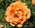 Persian Peach rose photo