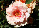 Persian Peach rose photo