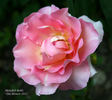 Meredith Bohls rose photo