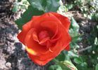 Birichina rose photo