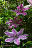 Carnaby clematis photo