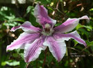 Carnaby clematis photo