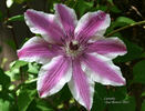 Carnaby clematis photo
