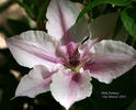 Pink Fantasy clematis photo