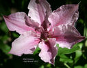 Pink Fantasy clematis photo