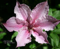 Pink Fantasy clematis photo
