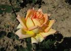 Antonelliana rose photo