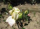 Antonelliana rose photo